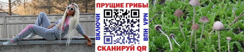 Галлюциногенные грибы Cubensis  Купить  Боровск 